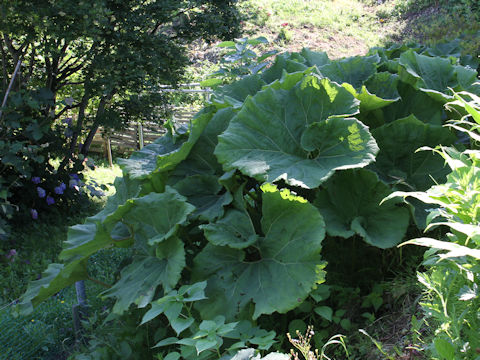 Petasites japonicus ssp. giganteus