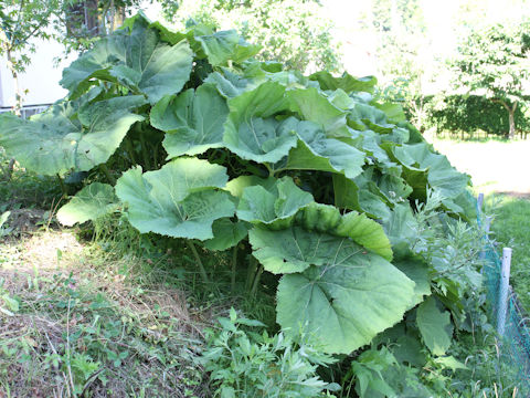 Petasites japonicus ssp. giganteus