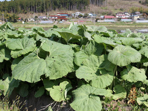 Petasites japonicus ssp. giganteus