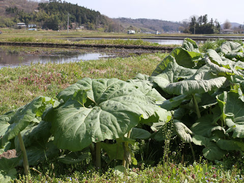 Petasites japonicus ssp. giganteus