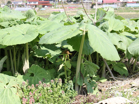 Petasites japonicus ssp. giganteus