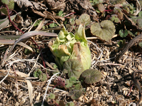 Petasites japonicus ssp. giganteus