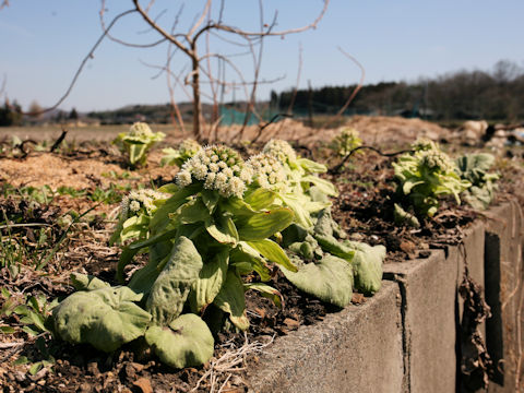 Petasites japonicus ssp. giganteus