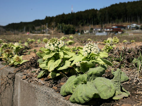 Petasites japonicus ssp. giganteus