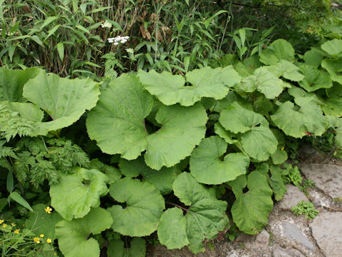 Petasites japonicus ssp. giganteus