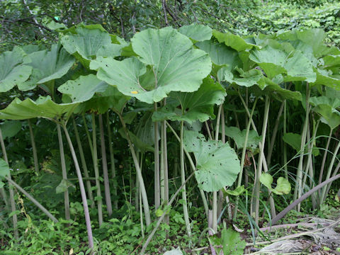 Petasites japonicus ssp. giganteus