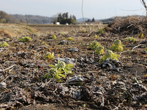 Petasites japonicus ssp. giganteus
