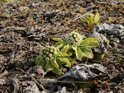 Petasites japonicus ssp. giganteus