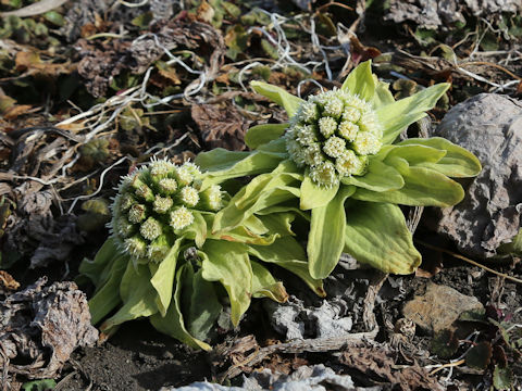 Petasites japonicus ssp. giganteus