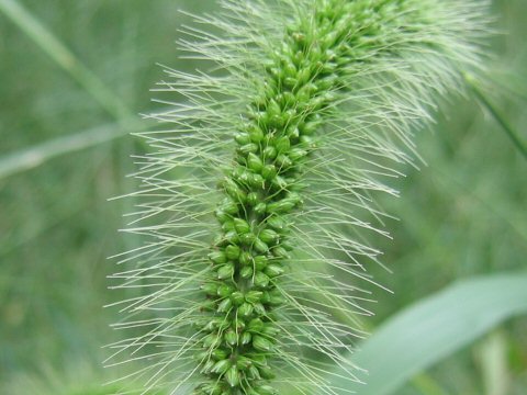 Setaria faberi