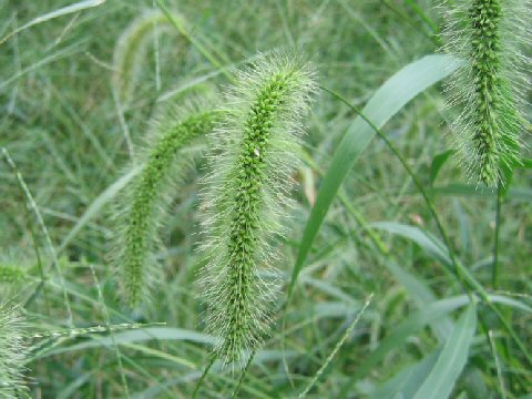 Setaria faberi