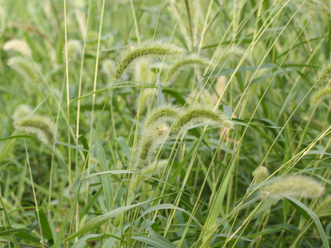 Setaria faberi