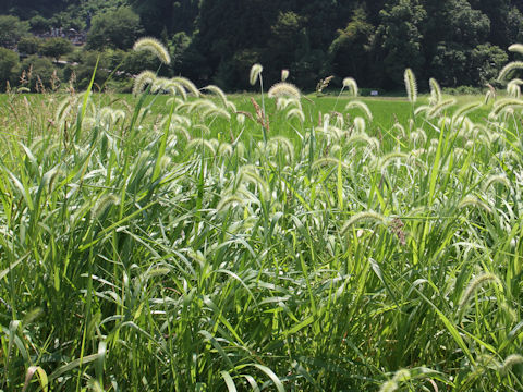 Setaria faberi