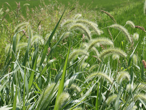 Setaria faberi