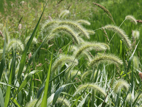 Setaria faberi