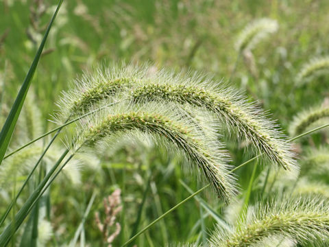 Setaria faberi