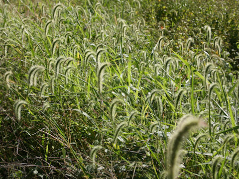 Setaria faberi