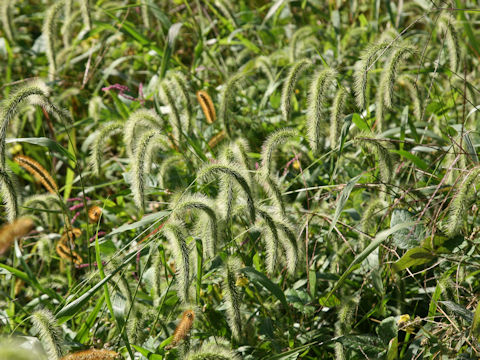 Setaria faberi