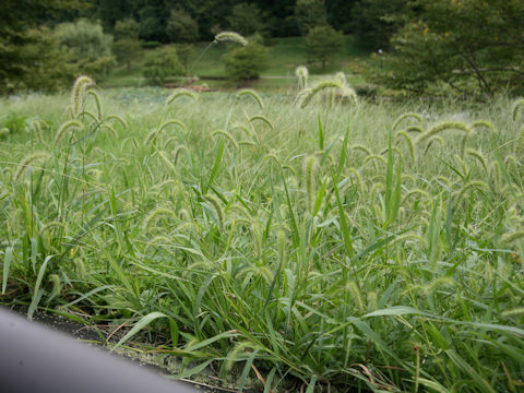 Setaria faberi