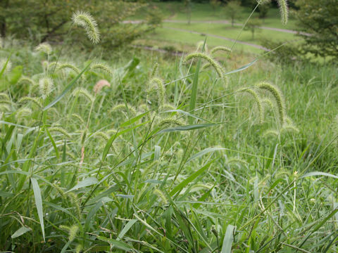 Setaria faberi