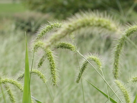 Setaria faberi