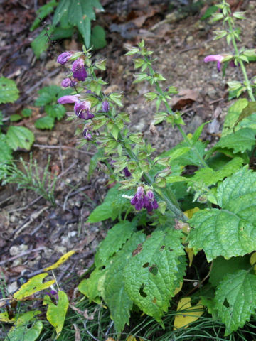 Salvia glabrescens