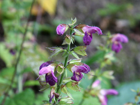 Salvia glabrescens