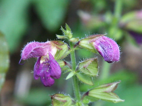 Salvia glabrescens