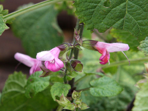 Salvia glabrescens