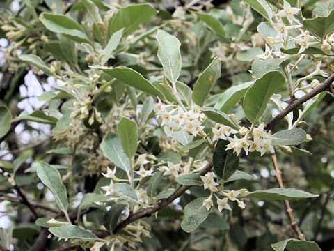 Elaeagnus umbellata