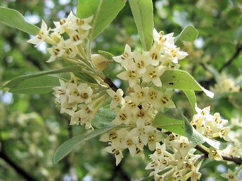 Elaeagnus umbellata