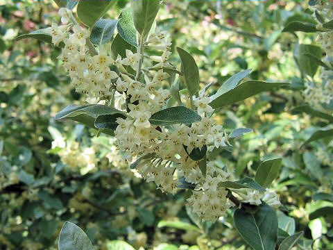 Elaeagnus umbellata