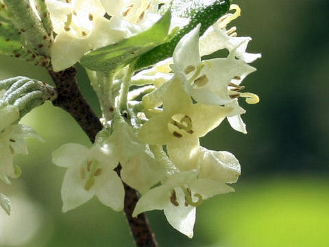 Elaeagnus umbellata