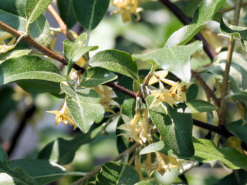 Elaeagnus umbellata