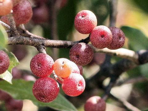 Elaeagnus umbellata