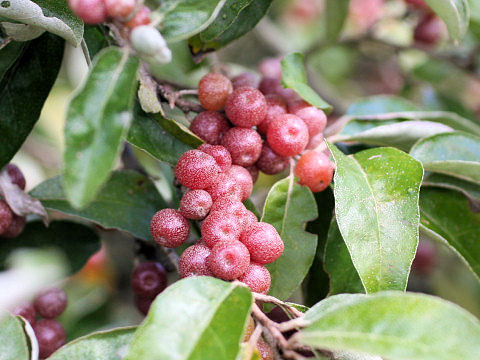 Elaeagnus umbellata