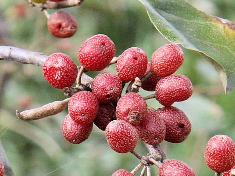 Elaeagnus umbellata