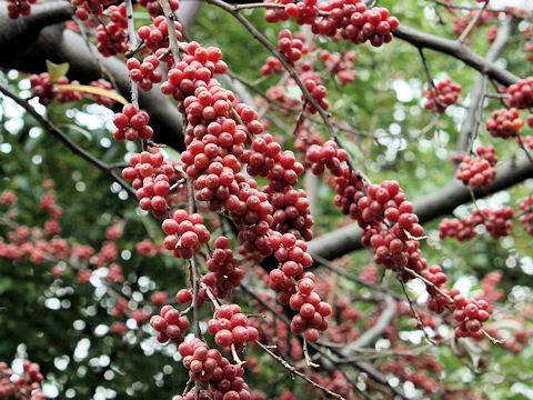 Elaeagnus umbellata