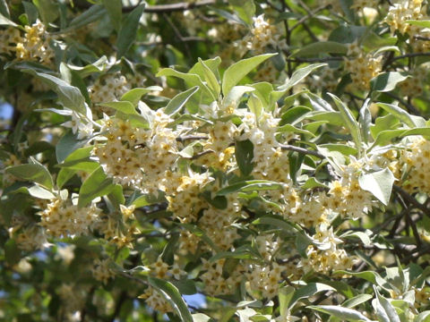 Elaeagnus umbellata