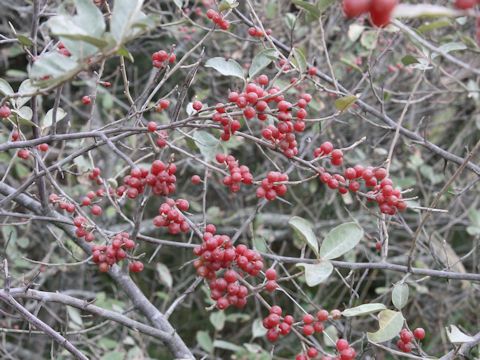 Elaeagnus umbellata