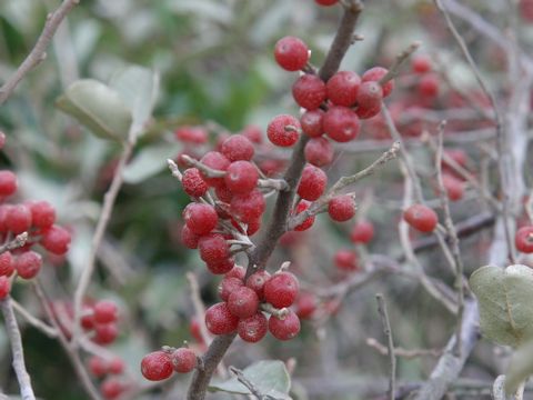 Elaeagnus umbellata