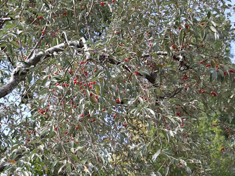 Elaeagnus umbellata