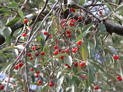 Elaeagnus umbellata