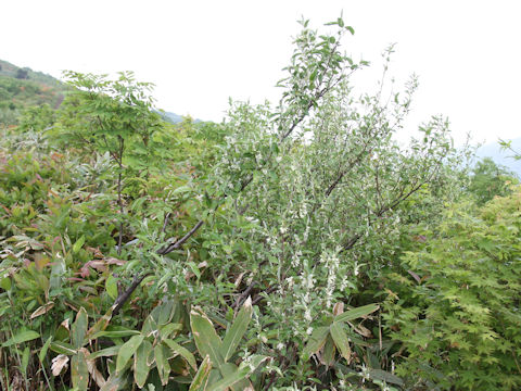 Elaeagnus umbellata