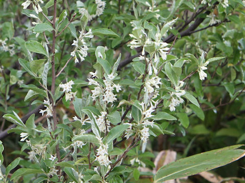 Elaeagnus umbellata