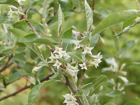 Elaeagnus umbellata