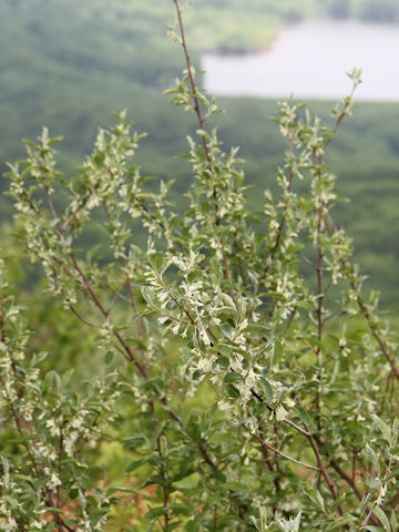 Elaeagnus umbellata