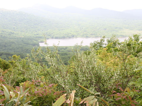 Elaeagnus umbellata