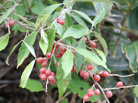 Elaeagnus umbellata