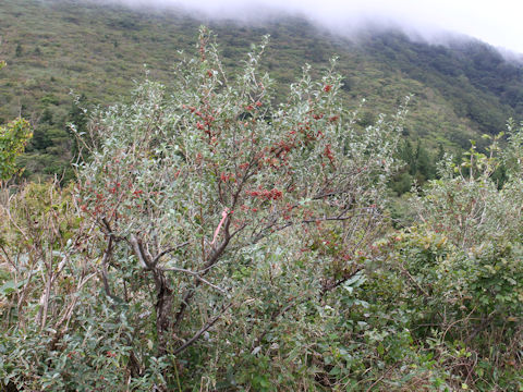 Elaeagnus umbellata